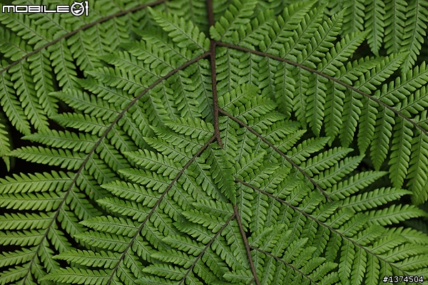 [舊的不去新的不來]EF 100mm f2.8 Macro USM VS EF 100mm f2.8L Macro IS USM