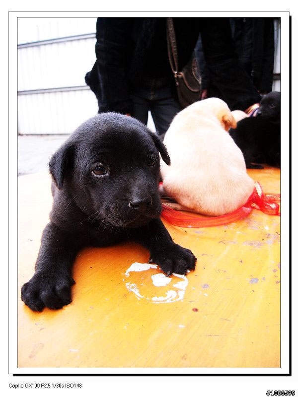 七隻小幼幼等待一個溫暖的家