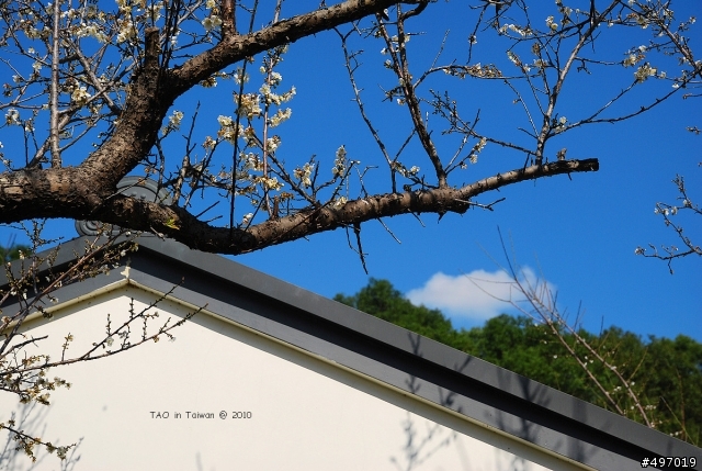踏雪尋梅*新社.梅林親水岸(花的姿態篇)