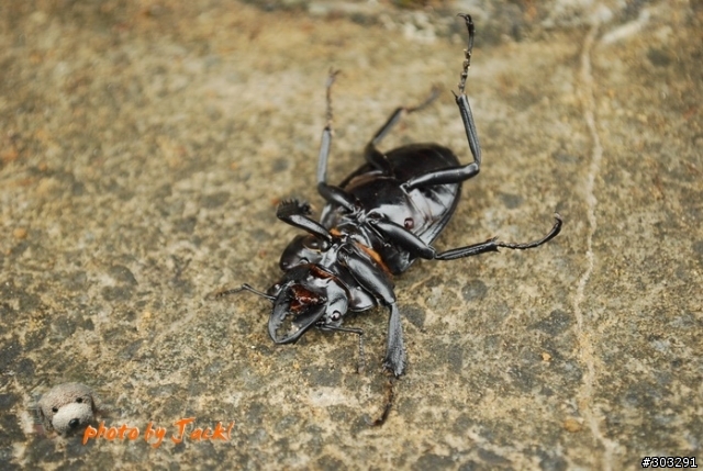 【郊山】 9811瑞芳小晃