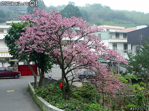 【訊息】陽明山櫻花已盛開