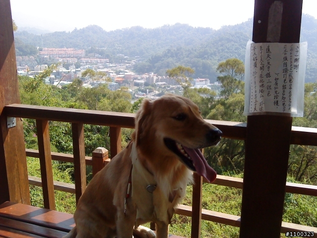 黃金獵犬不明疾病!內有圖有點可怕 1月19號 確定癌症