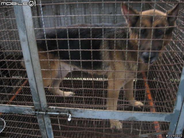 歡迎愛心認養(新竹縣收容所)----德國狼犬--已結速