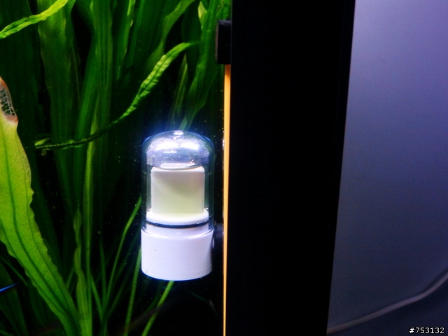 [水族]牛毛草原成景照(20009.11.22~2010.02.19)&新佈景開始。