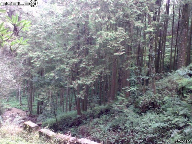 2010阿里山第一道曙光遊記