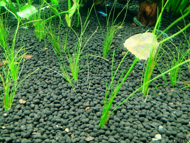 [水族]牛毛草原成景照(20009.11.22~2010.02.19)&新佈景開始。