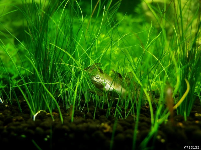 [水族]牛毛草原成景照(20009.11.22~2010.02.19)&新佈景開始。