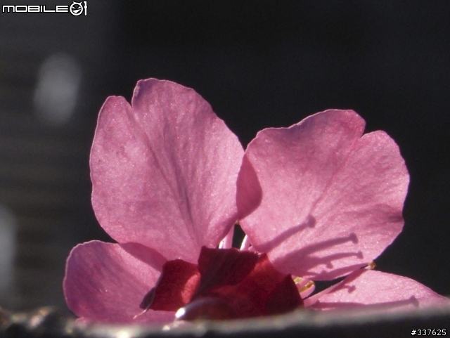 R10拍花花~