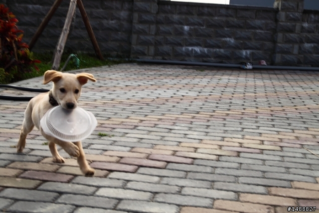 尋狗啟事 1/30號 虎山岩