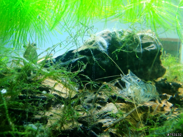 [水族]牛毛草原成景照(20009.11.22~2010.02.19)&新佈景開始。