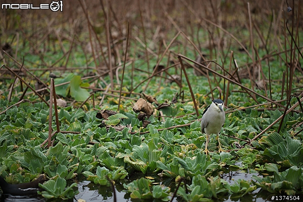 [舊的不去新的不來]EF 100mm f2.8 Macro USM VS EF 100mm f2.8L Macro IS USM