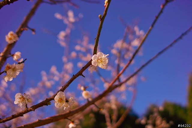角板山行館。By DP2
