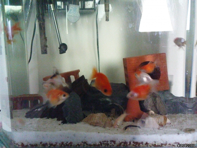 有幾隻金魚想要送養...
