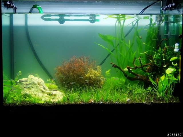 [水族]牛毛草原成景照(20009.11.22~2010.02.19)&新佈景開始。
