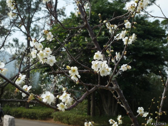 1/4復興角板山行館梅花盛開