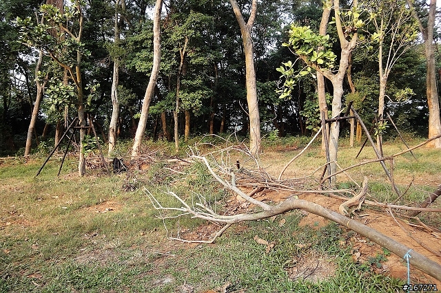 『越野入門練習場』XC的好鄰居～民雄森林公園