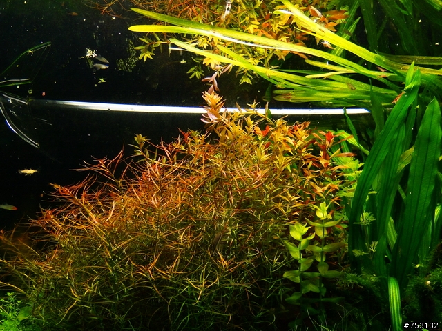 [水族]牛毛草原成景照(20009.11.22~2010.02.19)&新佈景開始。