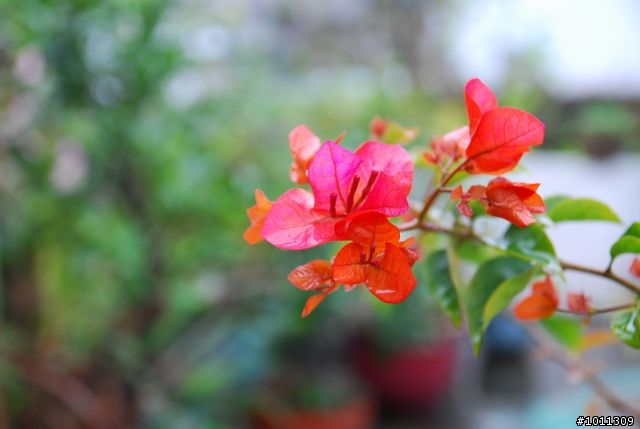 [開箱]SIGMA 17-70mm F2.8-4 DC MACRO OS for NIKON 新鏡新手試拍(4/10更新)