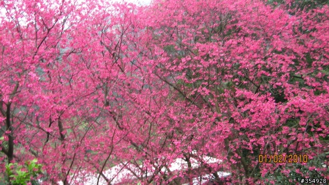 貓空---杏花林櫻花大盛開！