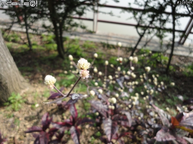 SONY W380 隨手拍