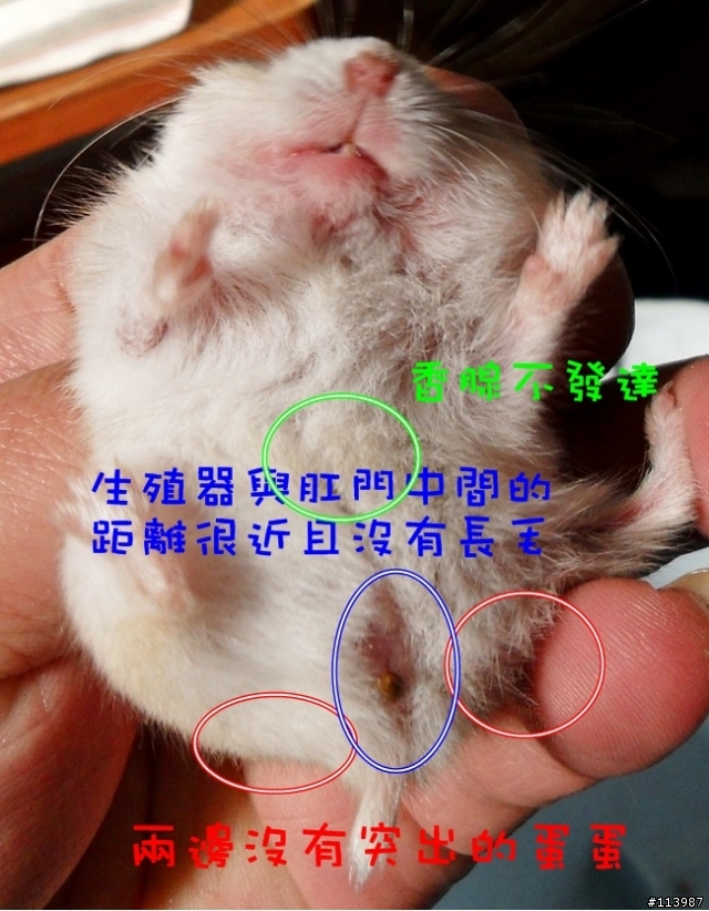 [DIY]朵朵的新家（性別已確認）