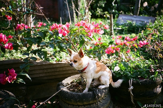 CONTAX TVS III + REALA ACE