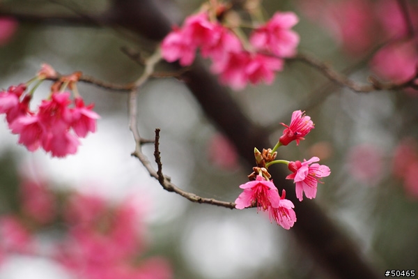 E-P1+45-200mm[土城 太極嶺 山櫻花]