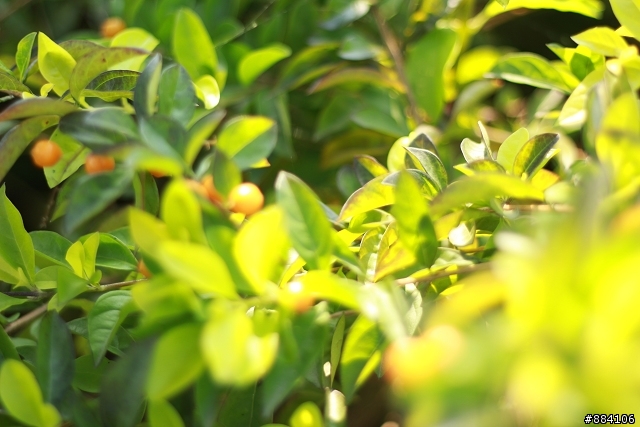 550D + 50mm F/1.8 II 新手初照