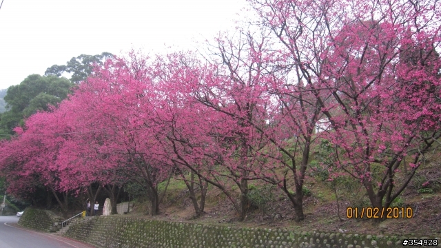 貓空---杏花林櫻花大盛開！