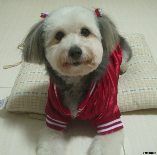 10/14 小咪離開我們了（我家拉薩犬小咪得了嚴重心臟病，可能不久人世）