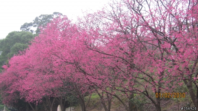 貓空---杏花林櫻花大盛開！