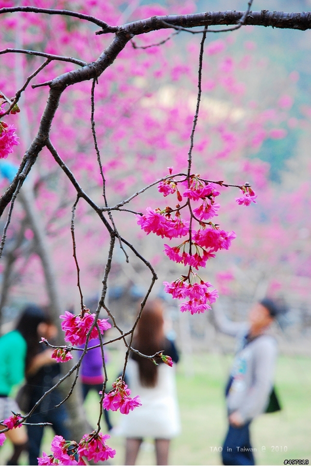 櫻花下の印記*2010 新社.櫻花林