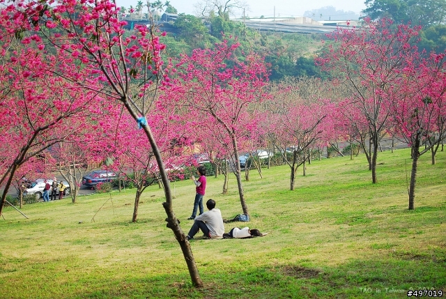 櫻花下の印記*2010 新社.櫻花林