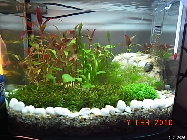 [分享]我的八吋水草缸