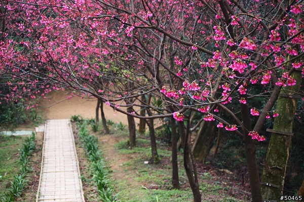 E-P1+45-200mm[土城 太極嶺 山櫻花]