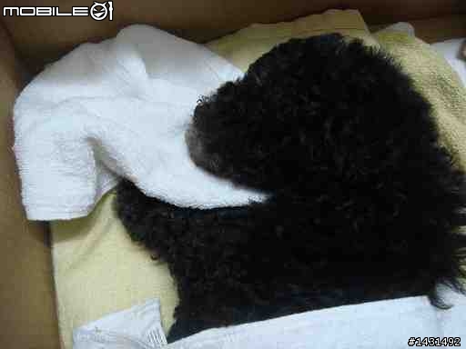 2/1９更新-福運旺旺來，我家的小旺福-DIY手工狗屋-完成啦