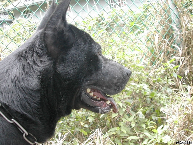 [照片分享]我家的台灣高砂犬
