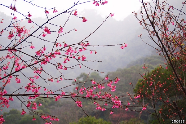 E-P1+45-200mm[土城 太極嶺 山櫻花]