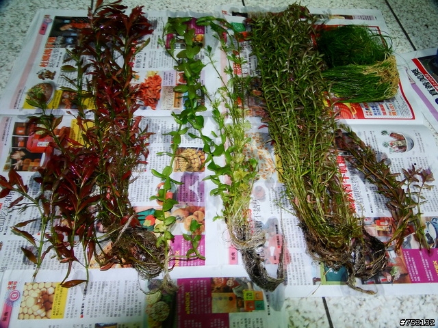 [水族]牛毛草原成景照(20009.11.22~2010.02.19)&新佈景開始。