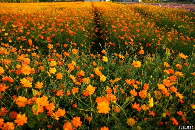 美濃波斯菊 SONY A100外拍