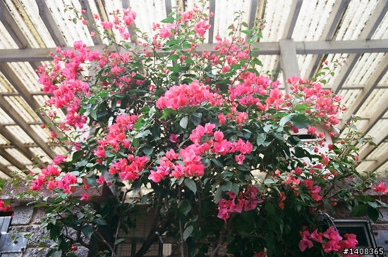 MINOLTA Dynax 7 花花草草