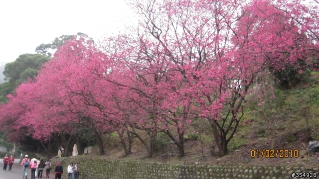 貓空---杏花林櫻花大盛開！