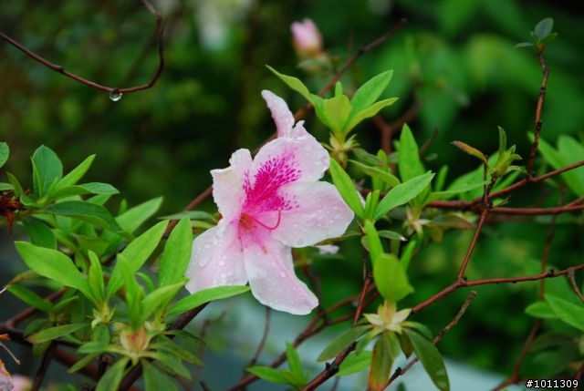 [開箱]SIGMA 17-70mm F2.8-4 DC MACRO OS for NIKON 新鏡新手試拍(4/10更新)