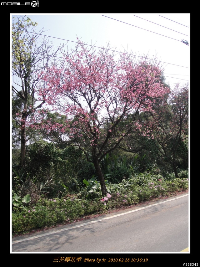 【臨時團】02/28 三芝櫻花季 by 小范