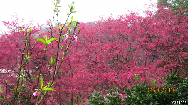 貓空---杏花林櫻花大盛開！