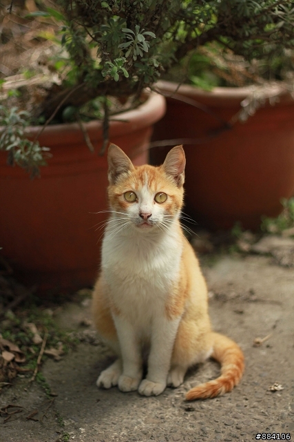 550D + 50mm F/1.8 II 新手初照