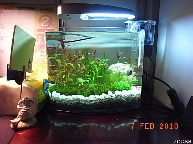 [分享]我的八吋水草缸