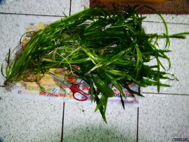 [水族]牛毛草原成景照(20009.11.22~2010.02.19)&新佈景開始。