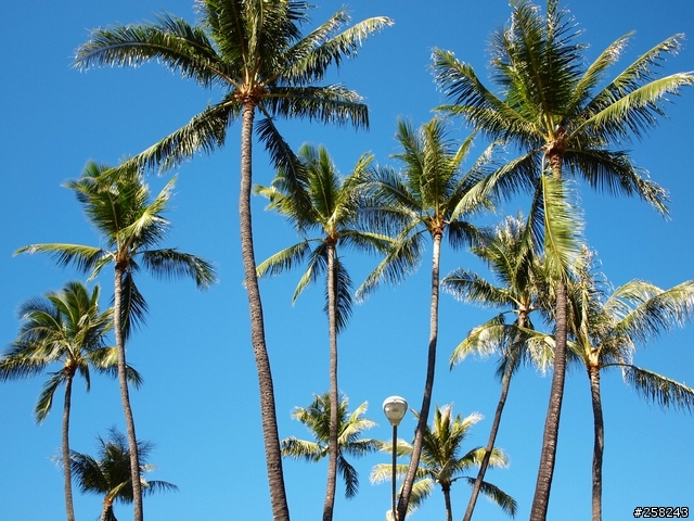 【西遊記】夏威夷ALOHA-DAY4、5＆6比基尼辣妹走光