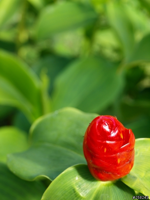 【西遊記】夏威夷ALOHA-DAY4、5＆6比基尼辣妹走光